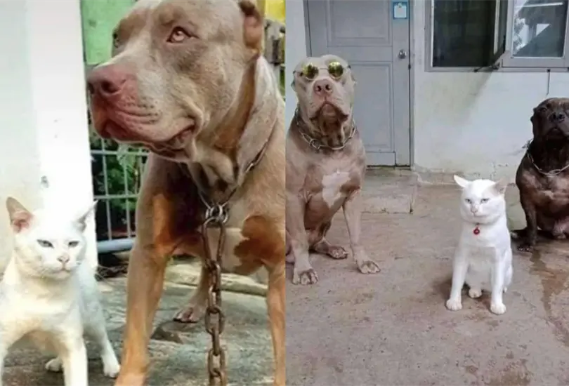 El gatito se volvi&oacute; viral luego de que fuera captado teniendo comportamientos similares a los de un perro.  Cr&eacute;ditos: Tiktok