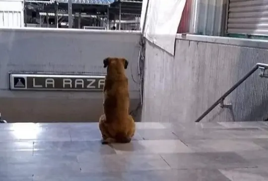 Encuentran al dueño de Hachiko de La Raza Encuentran al dueño de Hachiko de La Raza