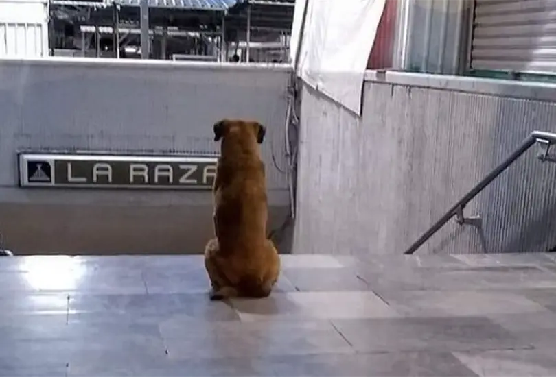 Encuentran al due&ntilde;o de Hachiko de La Raza