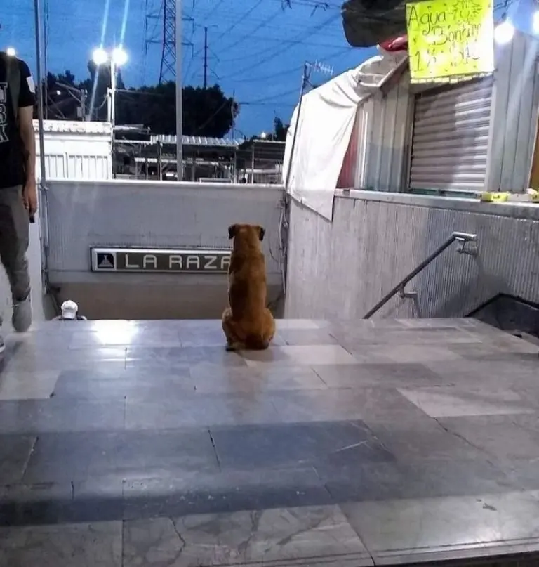 Hachiko de La Raza (Instagram @cronicas_chilangas_cdmx)