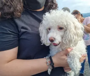 FOTOS | Captan a perrita de Debanhi Escobar llorando sobre su tumba