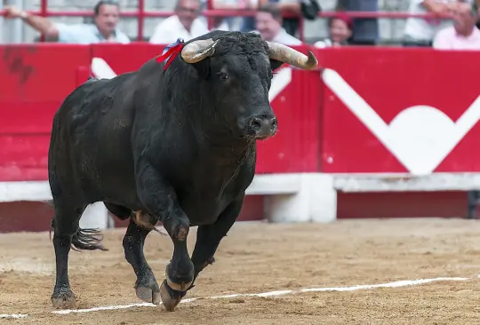 El animal se encontraba aparentemente muerto, sin embargo, al verse amenazado, se levantó y le dio varias cornadas al carnicero