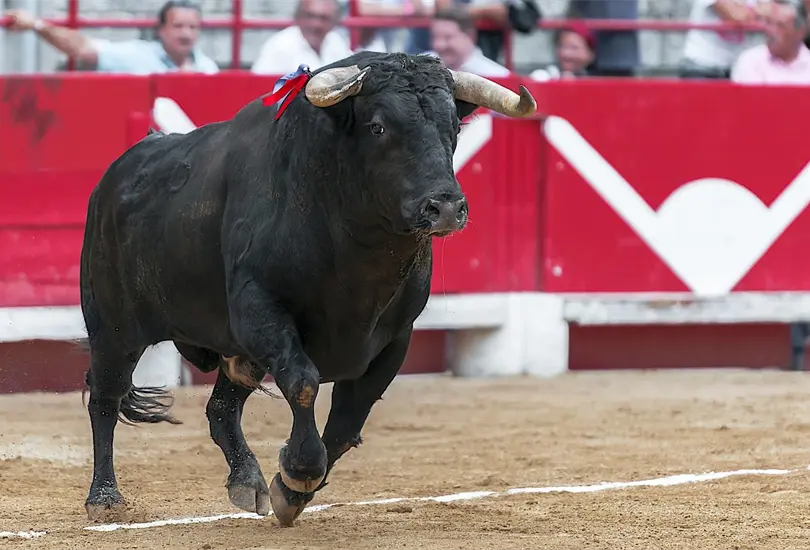 El animal se encontraba aparentemente muerto, sin embargo, al verse amenazado, se levant&oacute; y le dio varias cornadas al carnicero
