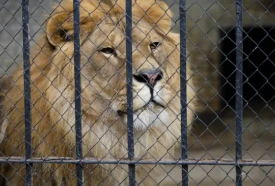 Los hechos ocurrieron en el zoológico de Accra, en Ghana. Los hechos ocurrieron en el zoológico de Accra, en Ghana.
