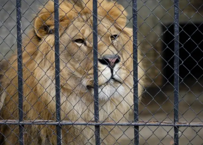 Los hechos ocurrieron en el zool&oacute;gico de Accra, en Ghana. 