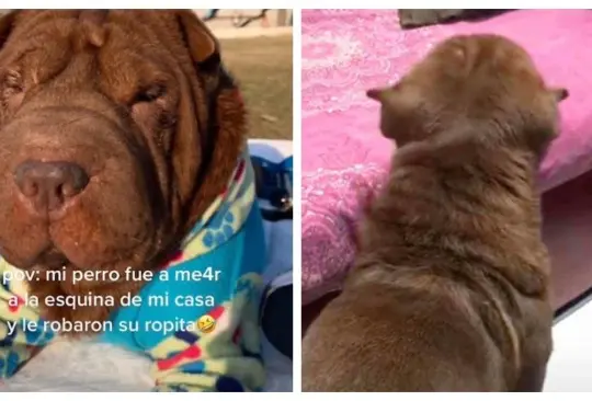 Le roban su suéter a un perrito