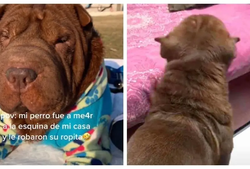Le roban su suéter a un perrito Le roban su suéter a un perrito