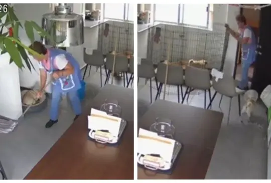 Empleada del hogar saca a los perritos de su jefa en el temblor Empleada del hogar saca a los perritos de su jefa en el temblor