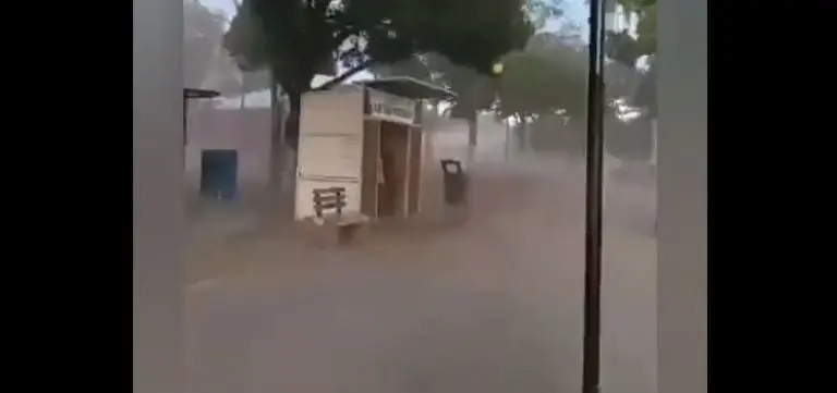 El tornado causó la caída de árboles. Foto: captura de pantalla.