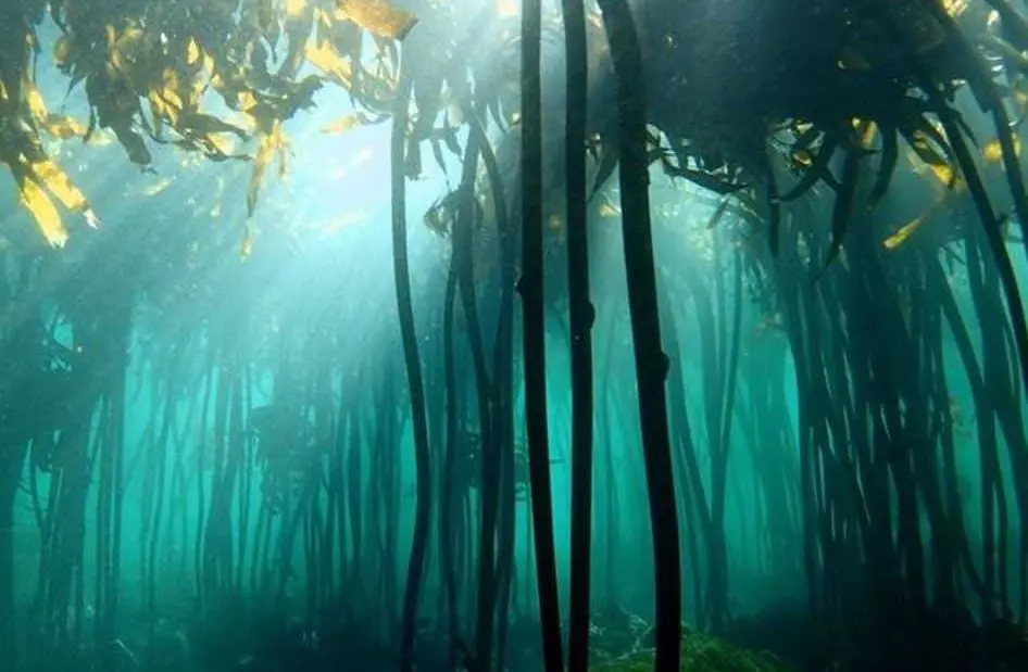 Obtuvo el Oscar a Mejor Documental en 2021. Presenta la relación que se forma entre un hombre y un pulpo, al que va a visitar cada día a la zona costera en la que vive.