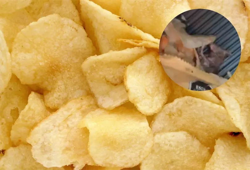 En redes sociales, una internauta denunció que se habría encontrado con el cadáver de un roedor en sus papas En redes sociales, una internauta denunció que se habría encontrado con el cadáver de un roedor en sus papas
