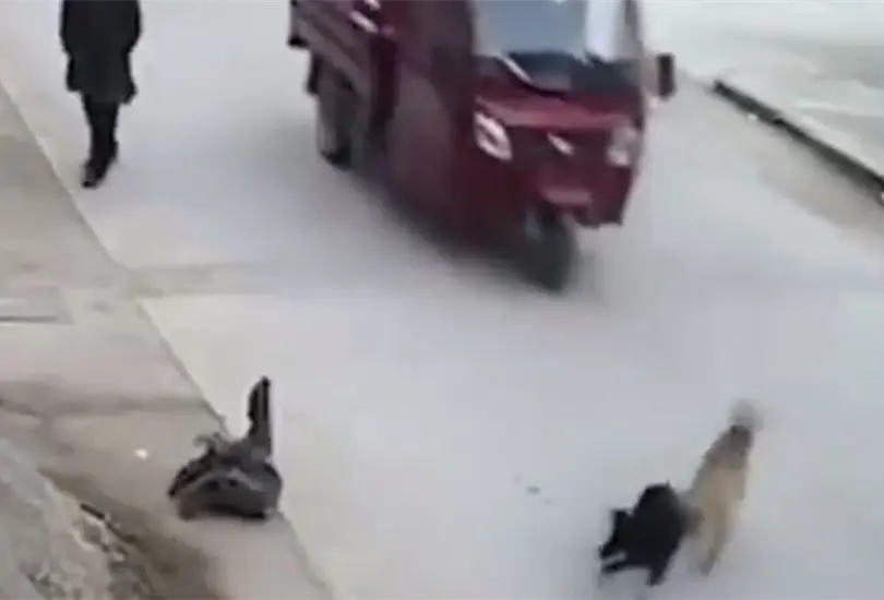 Perrito salva a otro de ser atropellado. 