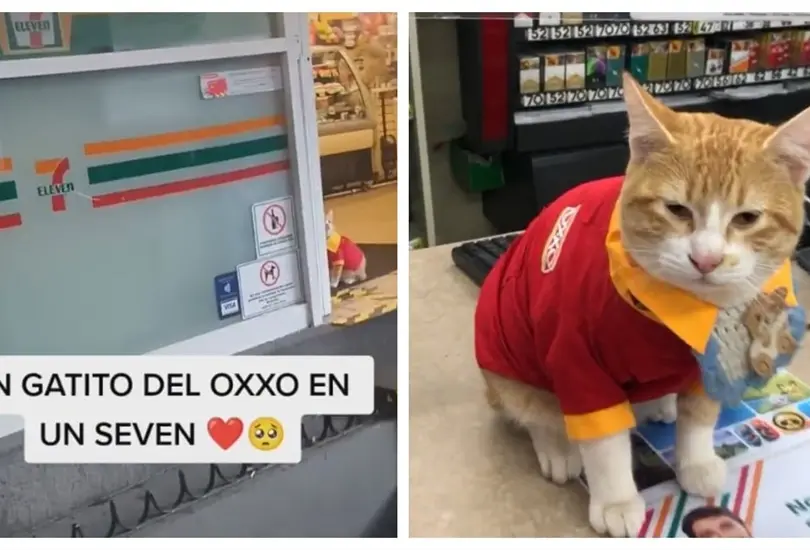 Gatito del Oxxo en un 7-Eleven Gatito del Oxxo en un 7-Eleven