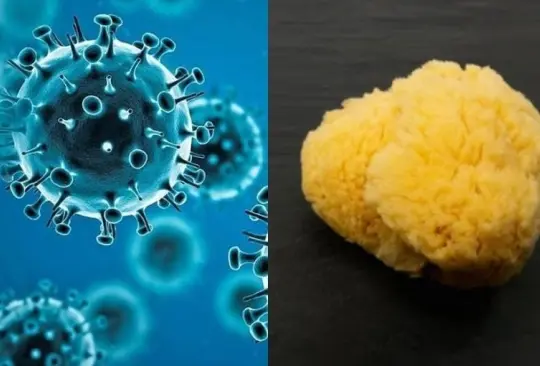 Para la investigación, se analizaron más de 350 compuestos naturales. Para la investigación, se analizaron más de 350 compuestos naturales.