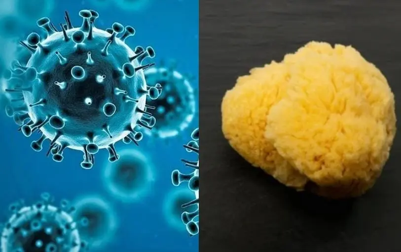 Para la investigación, se analizaron más de 350 compuestos naturales. Para la investigación, se analizaron más de 350 compuestos naturales.