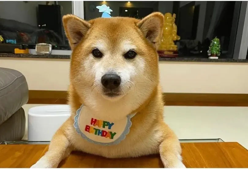 Cheems cumpli&oacute; 12 a&ntilde;os