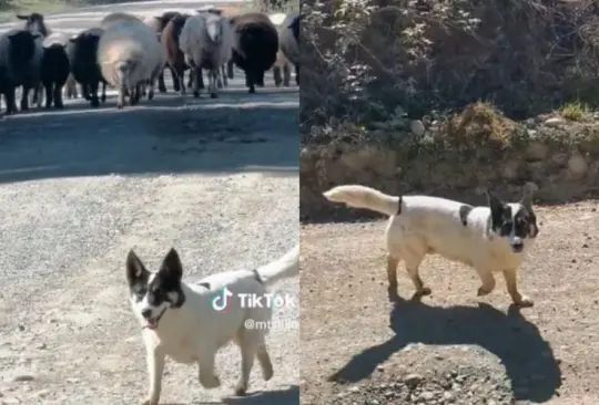 VIDEO de perrito ovejero se hacer viral por pedir paso para sus ovejas VIDEO de perrito ovejero se hacer viral por pedir paso para sus ovejas