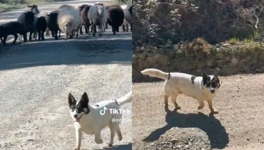 VIDEO de perrito ovejero se hacer viral por pedir paso para sus ovejas VIDEO de perrito ovejero se hacer viral por pedir paso para sus ovejas