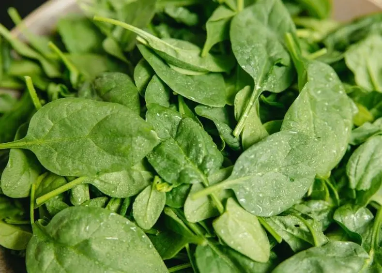 Son ricas en vitamina B9.