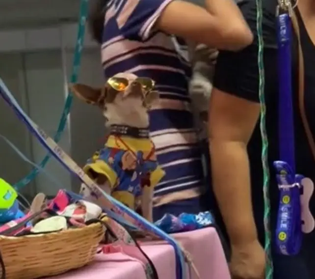 Perro se hace viral por modelar ropa VIDEO Perro se hace viral por modelar ropa VIDEO