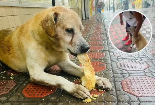 Perrito espera afuera de panader&iacute;a