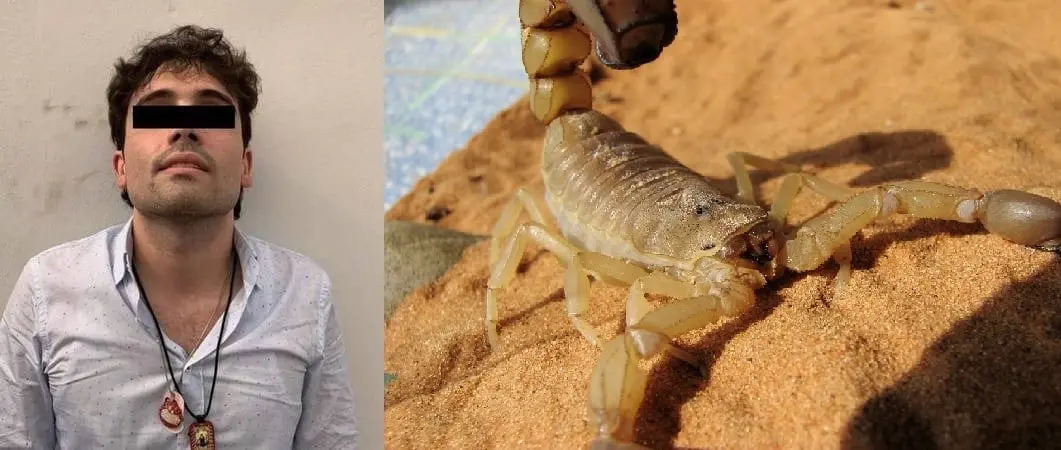 Un escorpión hallado en casa de Ovidio Guzmán podría vincularlo a tráfico de fentanilo a EU Un escorpión hallado en casa de Ovidio Guzmán podría vincularlo a tráfico de fentanilo a EU