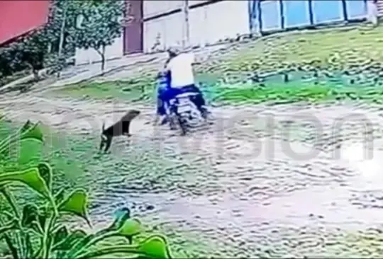VIDEO Perrito defiende a su dueña de ser asaltada VIDEO Perrito defiende a su dueña de ser asaltada
