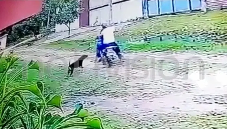 VIDEO Perrito defiende a su due&ntilde;a de ser asaltada