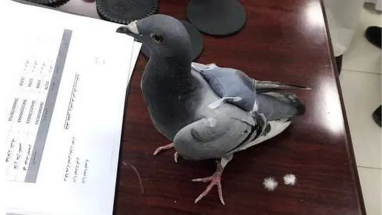 Noticias sobre palomas