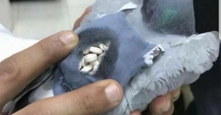 El fenómeno de las palomas