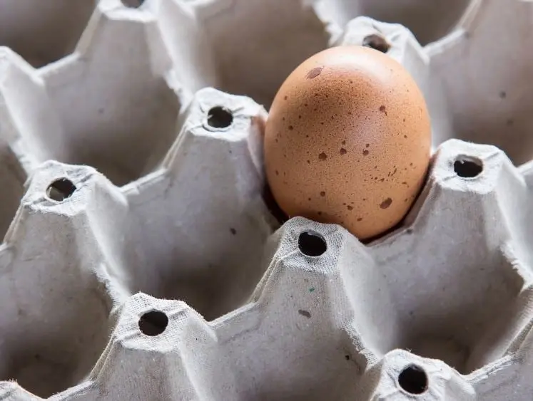 El huevo crudo es otro de los alimentos tóxicos para tu perro pues tiene una enzima llamada avidina que disminuye la absorción de Vitamina B, lo que puede provocarle problemas de piel y pelaje.