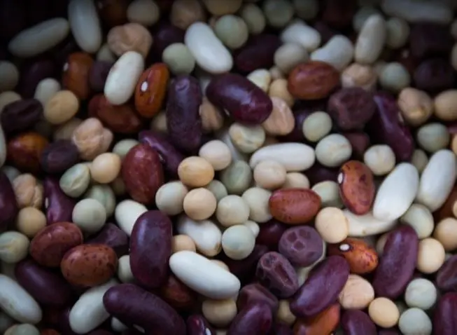 En la Universidad Brigham Young prepararon frijoles que ten&iacute;an 32 a&ntilde;os de antig&uuml;edad y encontraron que manten&iacute;an su contenido de prote&iacute;nas casi igual a la de los frijoles m&aacute;s recientes. Si se almacenan en un lugar fresco y seco pueden mantener sus propiedades por muchas d&eacute;cadas.