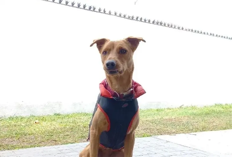 Regresa a perrita adoptada después de tres años Regresa a perrita adoptada después de tres años