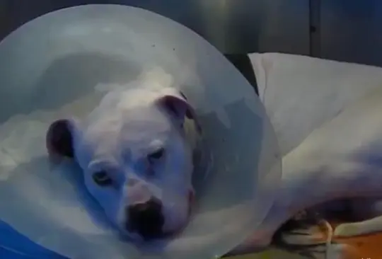 Le amputan pata a perrito tras salvar a su dueña de asalto Le amputan pata a perrito tras salvar a su dueña de asalto