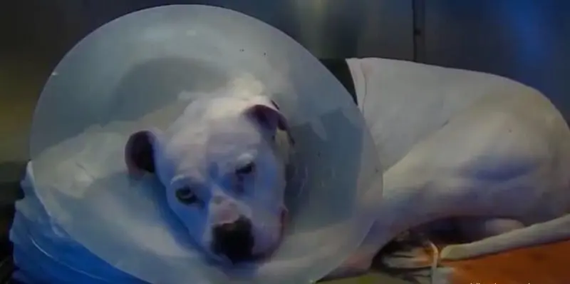 Le amputan pata a perrito tras salvar a su due&ntilde;a de asalto