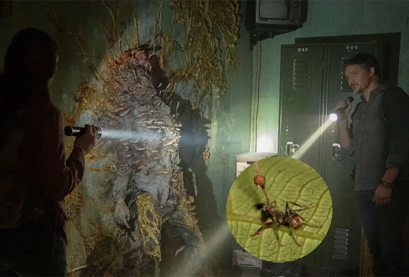 El hongo cordyceps afecta a las hormigas, convirti&eacute;ndolas en insectos zombies que los ayudan a crecer y reproducirse 