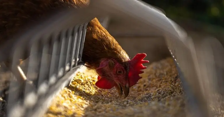La gripe aviar causó la muerte de más de 57 millones de aves de corral en EU. Imagen: Andreas Göllner from Pixabay.