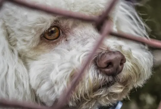 Sancionarán abandono, mutilación, maltrato, crueldad, envenenamiento, robo, secuestro 