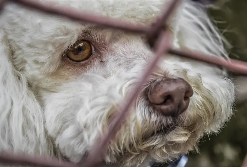 Sancionarán abandono, mutilación, maltrato, crueldad, envenenamiento, robo, secuestro Sancionarán abandono, mutilación, maltrato, crueldad, envenenamiento, robo, secuestro