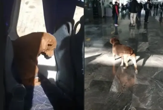 Pitbul viaja 50 kilómetros como pasajero de un autobús en Hidalgo Pitbul viaja 50 kilómetros como pasajero de un autobús en Hidalgo