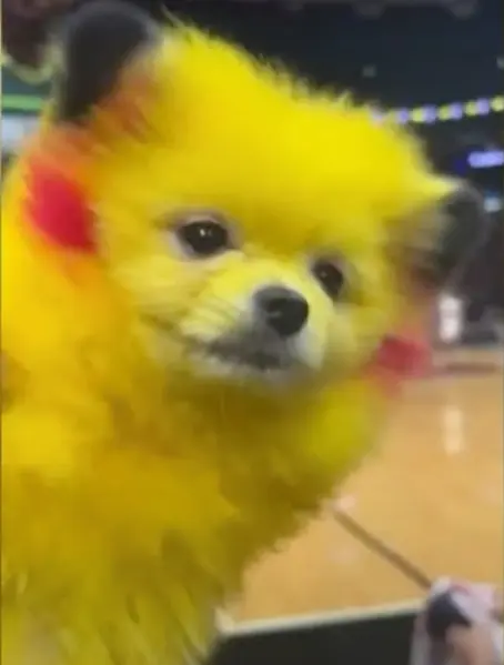 El dueño de un pomerania fue multado por teñirlo como pikachu El dueño de un pomerania fue multado por teñirlo como pikachu