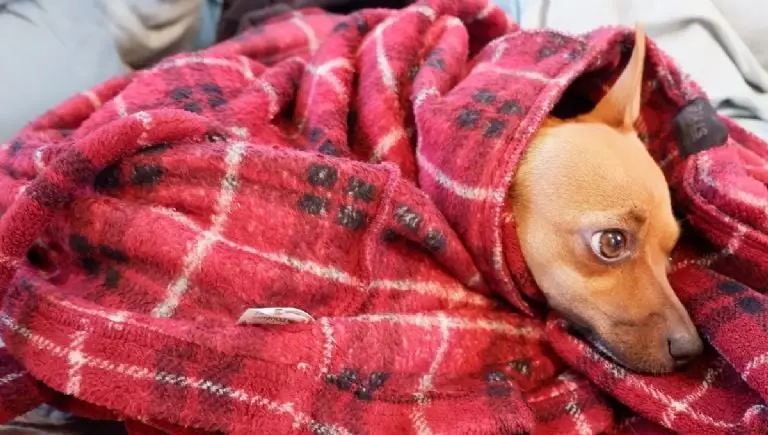 Aplicaciones que te ayudan a cuidar de tus mascotas - Pexels