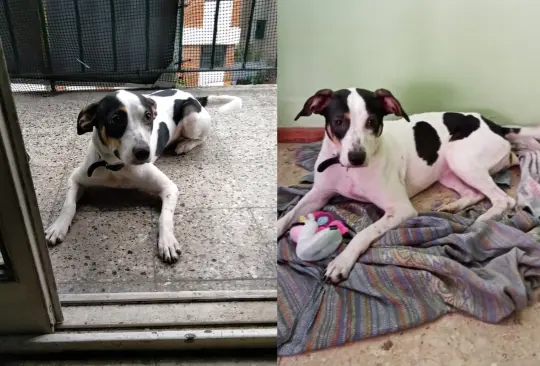 Luego de que el video se hiciera viral, una vecina logró rescatar a la perrita y encontrarle nuevos dueños que le darán una vida digna