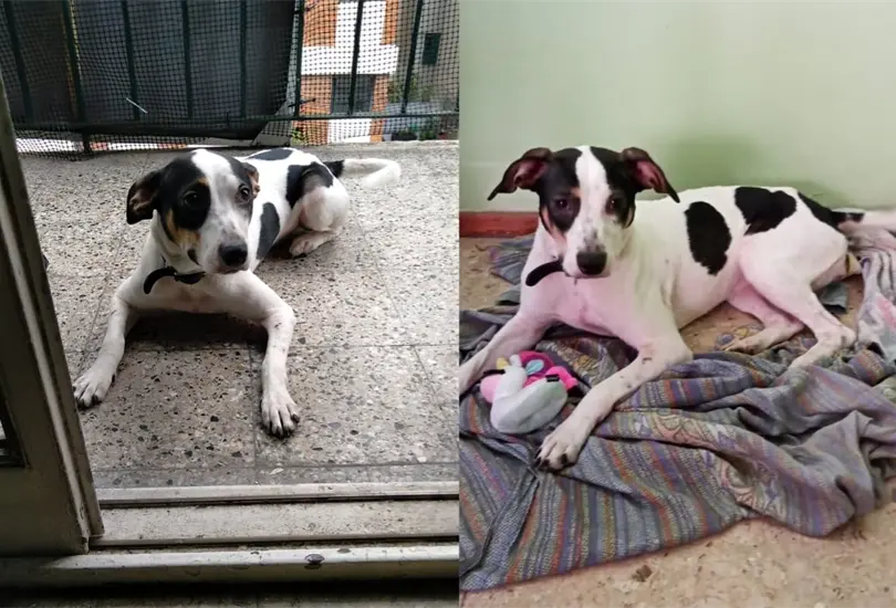 Luego de que el video se hiciera viral, una vecina logr&oacute; rescatar a la perrita y encontrarle nuevos due&ntilde;os que le dar&aacute;n una vida digna