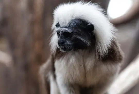 Desaparecen monos tamarindos, en zoológico de Dallas, policía investiga Desaparecen monos tamarindos, en zoológico de Dallas, policía investiga