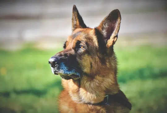 Perrita se asusta por cohetes y cruza la frontera