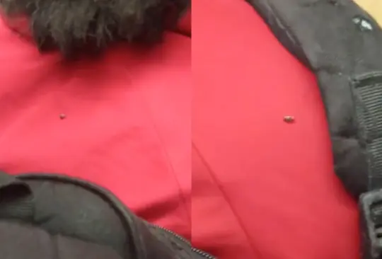 ¿Chinche o cucaracha? Captan supuesta chinche en espalda de pasajero, en Línea 9 del Metro CDMX 