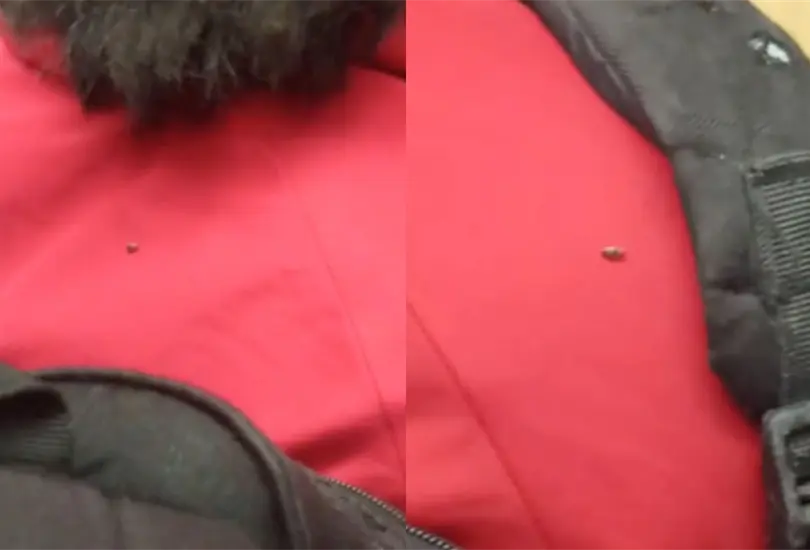 &iquest;Chinche o cucaracha? Captan supuesta chinche en espalda de pasajero, en L&iacute;nea 9 del Metro CDMX 