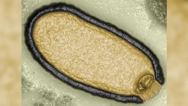 Resucitan virus zombis inactivos por 50,000 años: Riesgos emergentes Créditos: RS