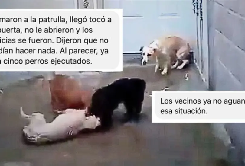 Vecino recoge perritos de la calle para alimentar a sus propios perros en Chicoloapan, Edomex.